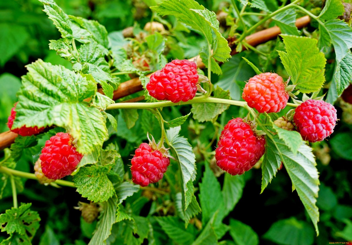 Малина обыкновенная (Rubus idaeus)