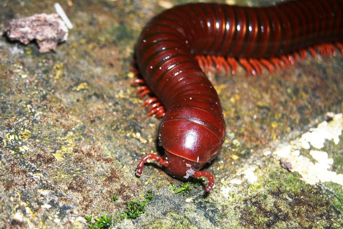 Многоножка Millipede