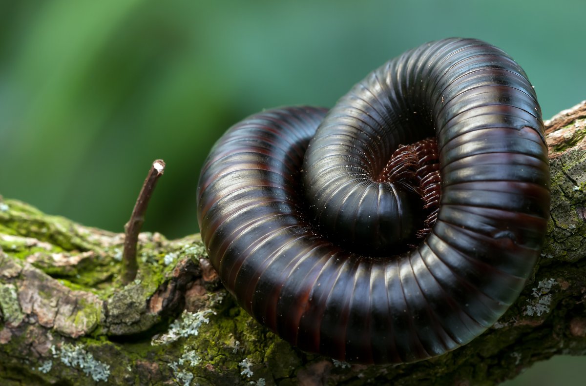 Многоножка Millipede