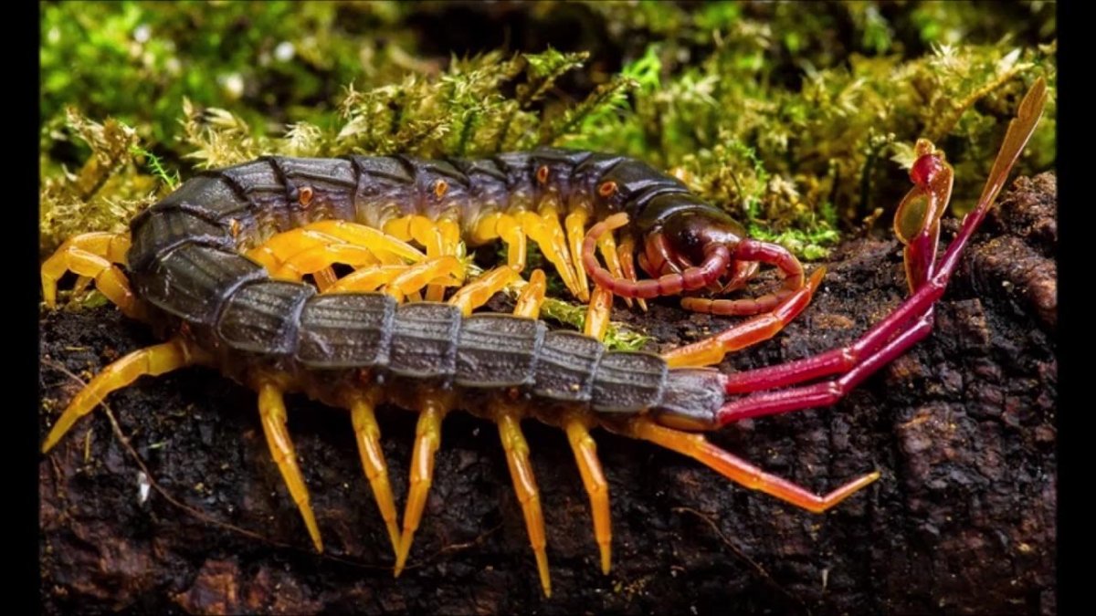 Alipes grandidieri