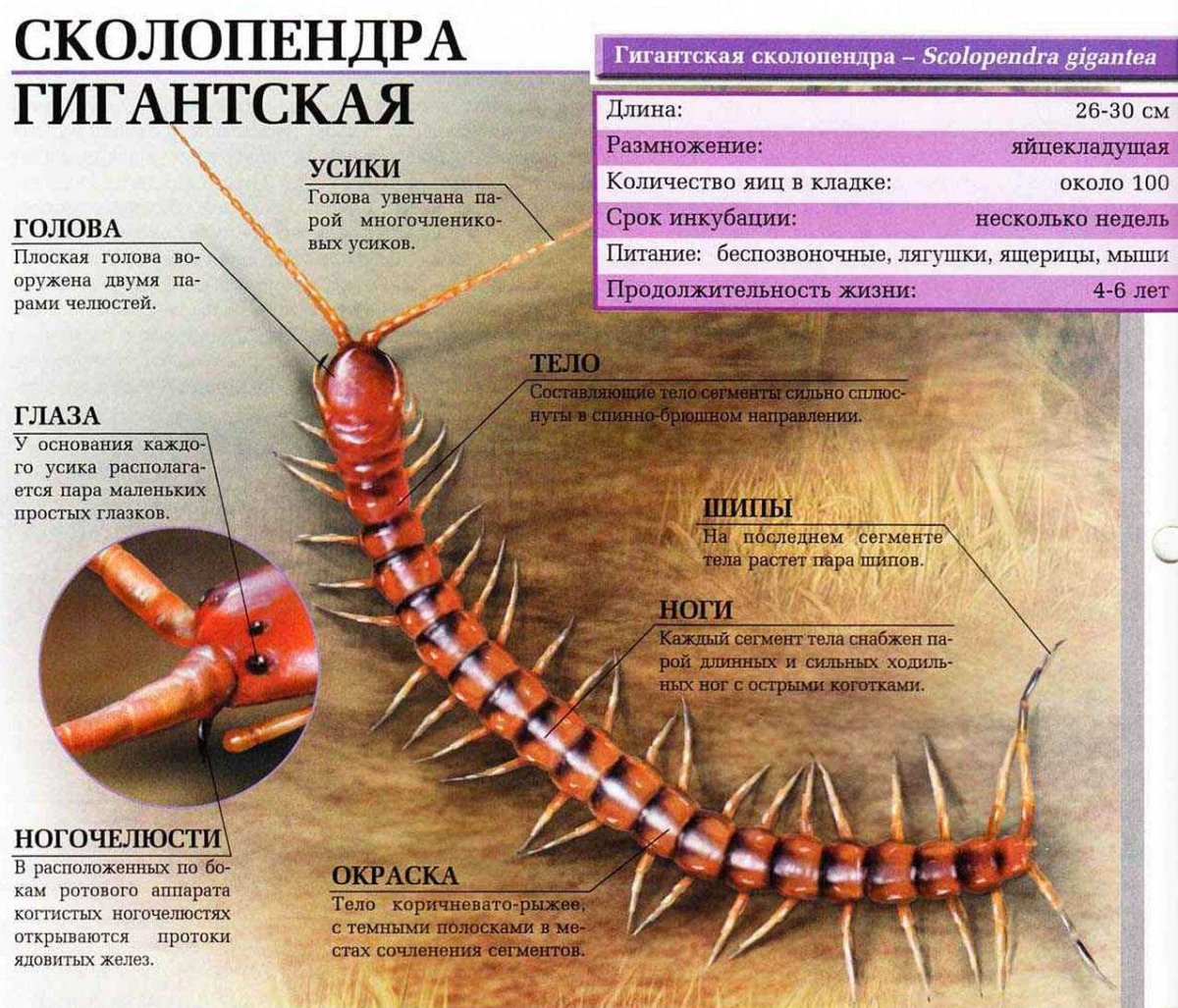 Сколопендра строение