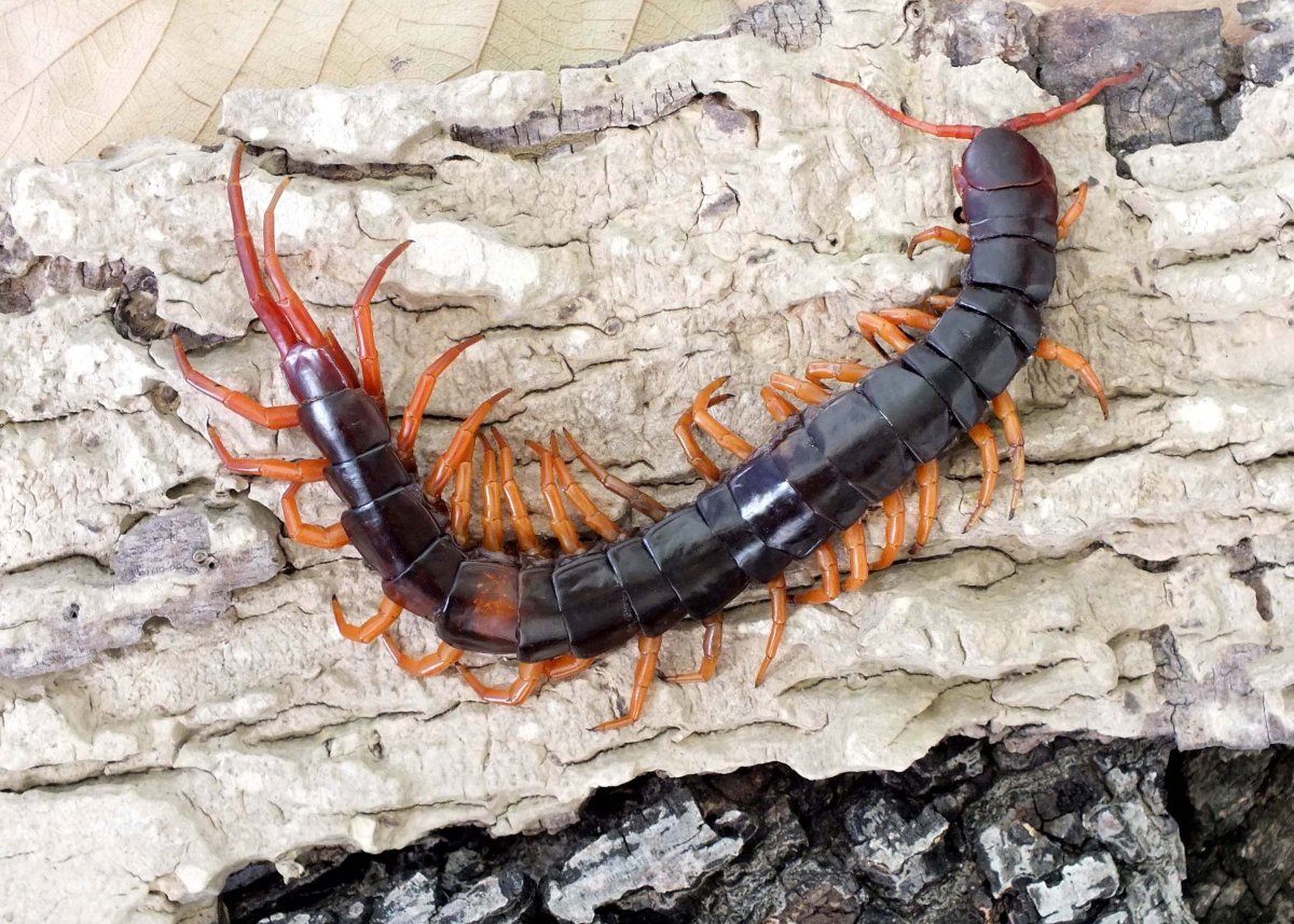 Scolopendra subspinipes