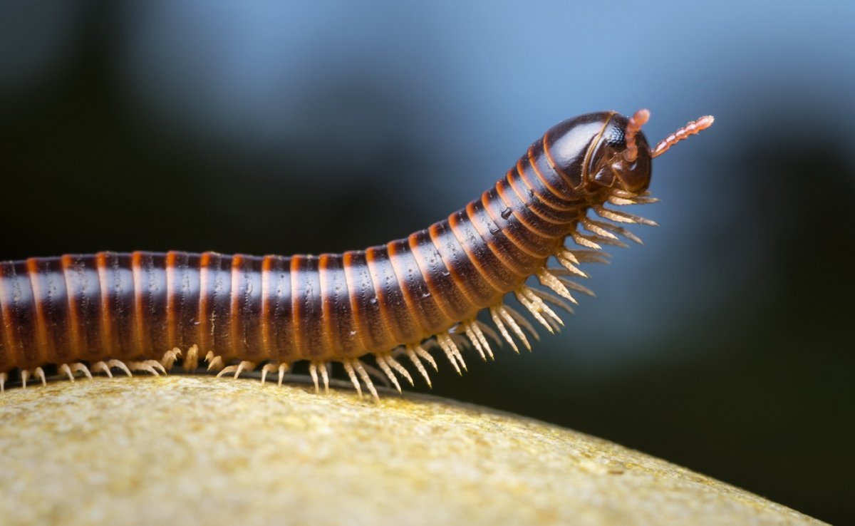 Многоножка Millipede