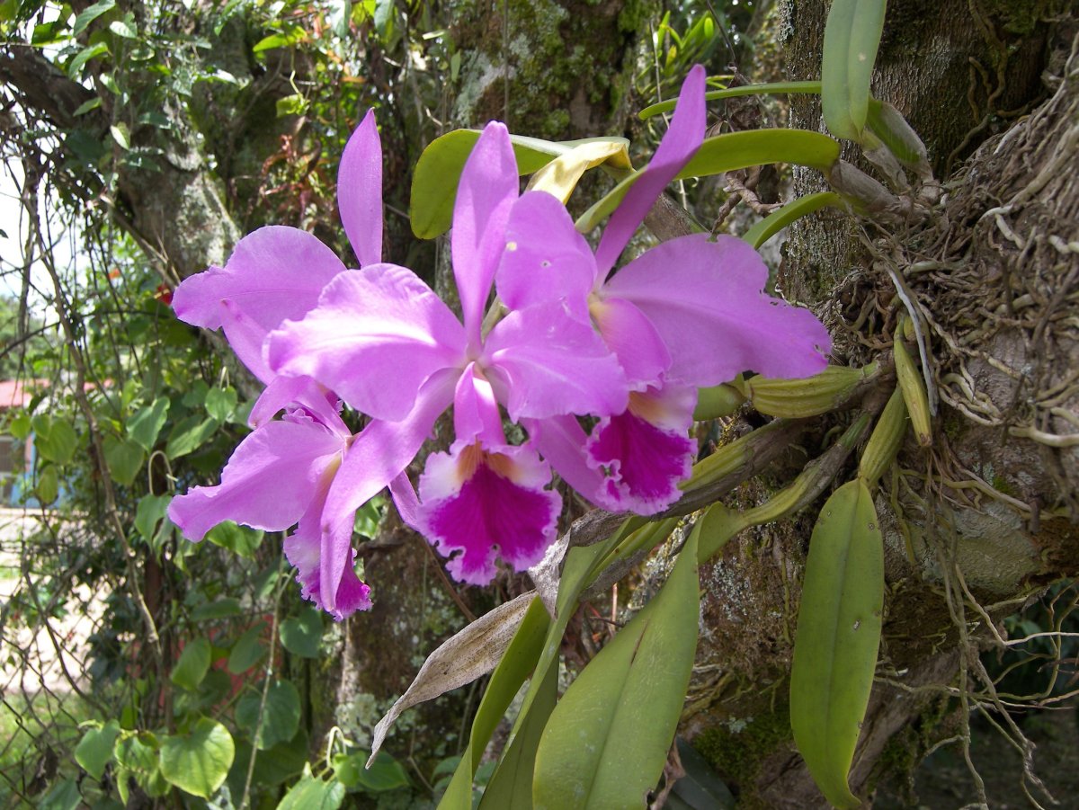 Орхидея Cattleya корни