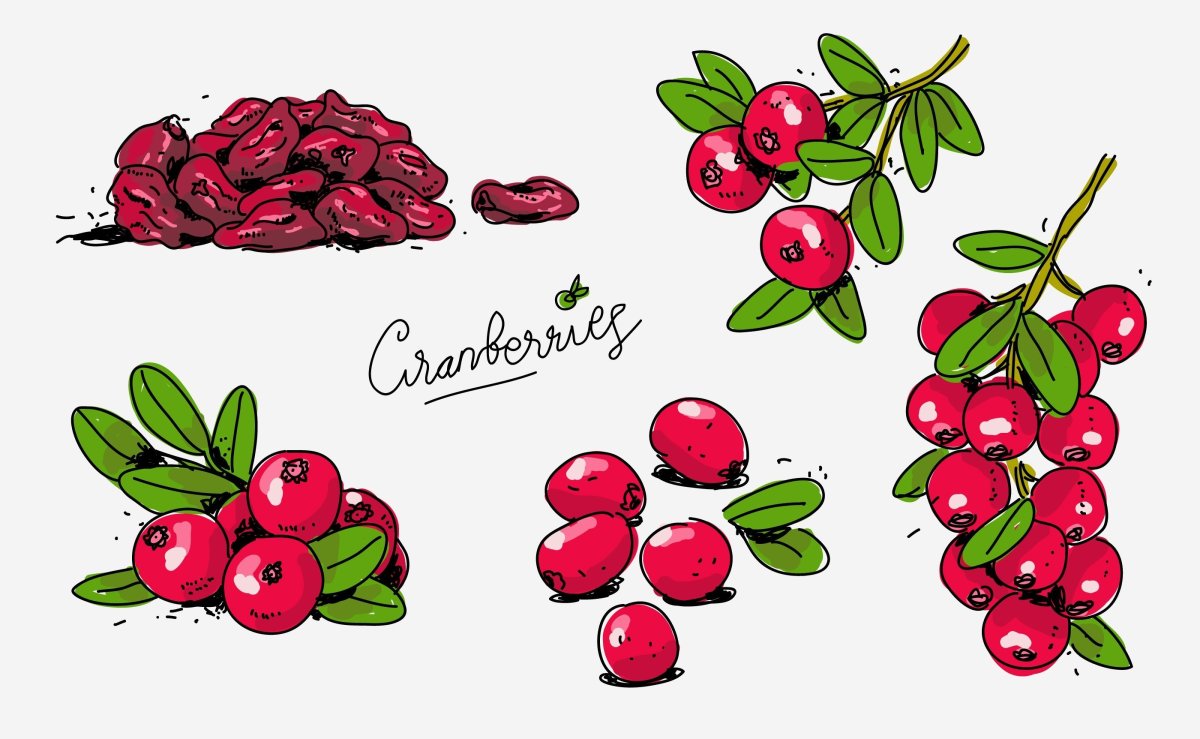 Брусника рисунок