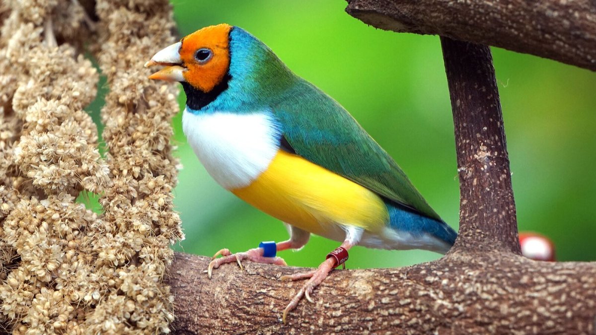 Gouldian Finch птенец