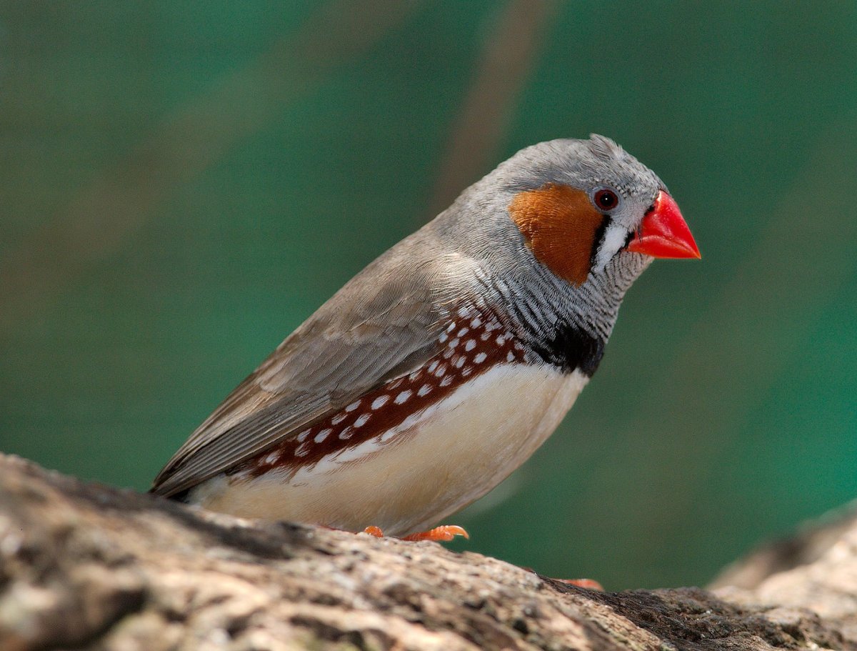 Зебровая амадина (Taeniopygia guttata).