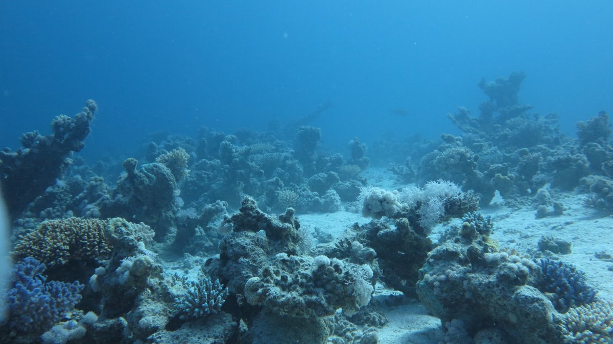 Бентос черного моря