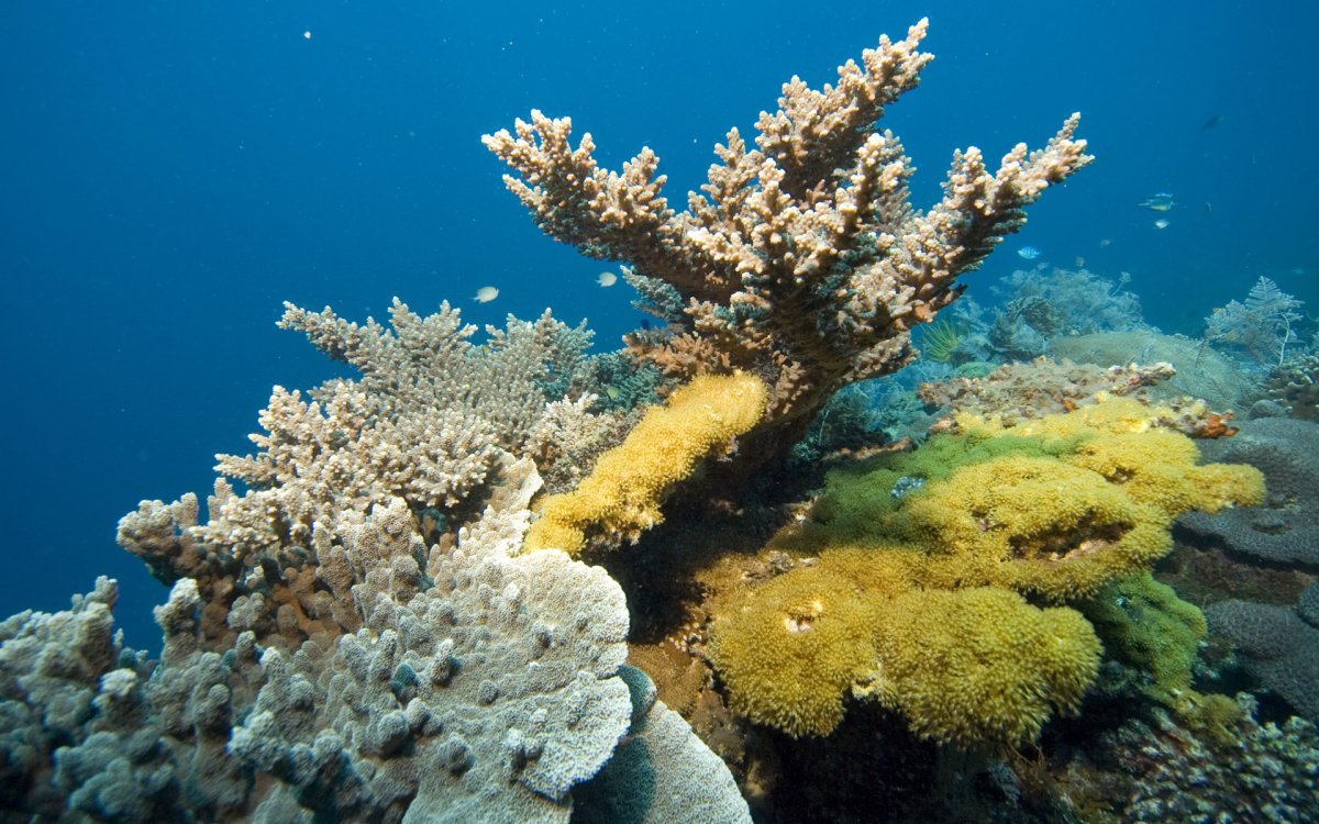 Морские кораллы на Красном море