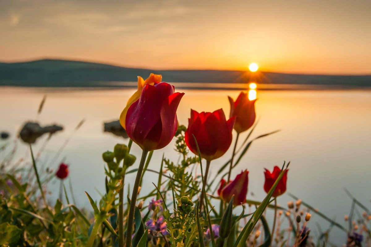 Утро солнце море цветы