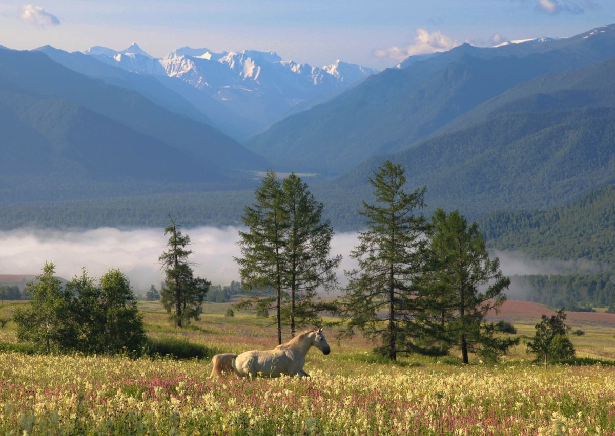 Алтай (Алтайский край, Республика Алтай)