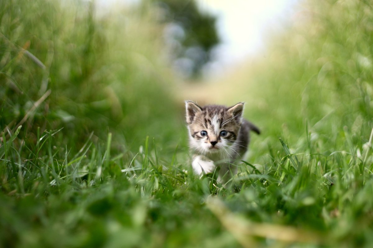 Котенок на зеленом лугу