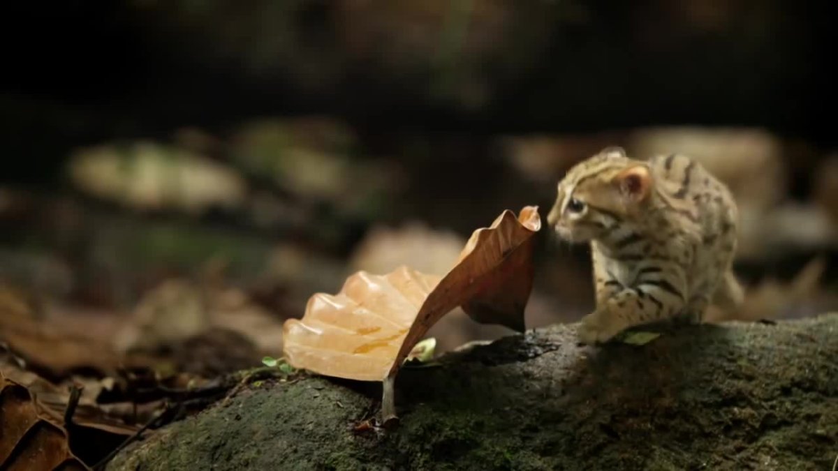 Черноногая кошка