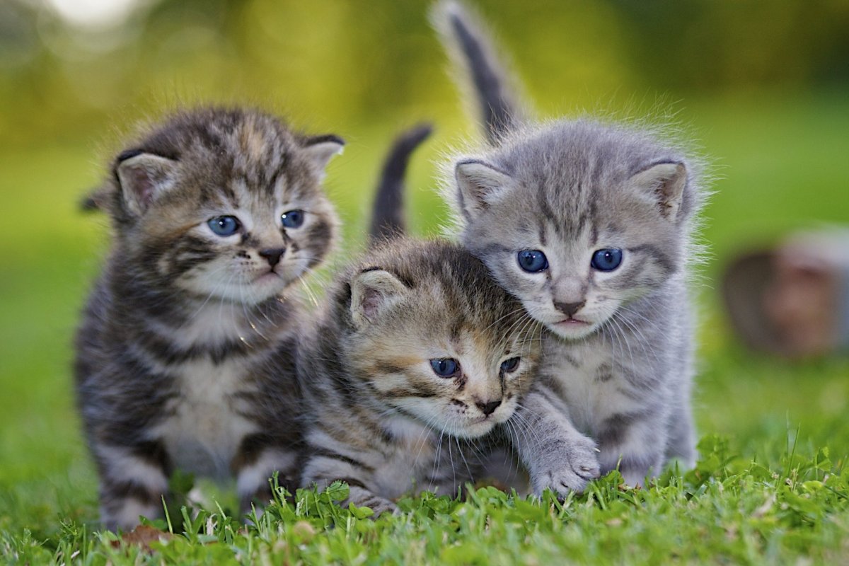 Маленькие котики