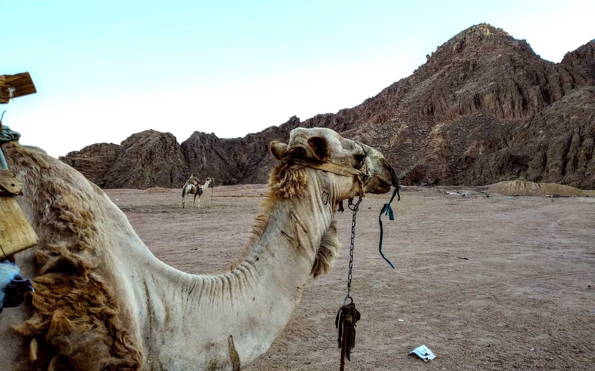 Saudi Arabia Travel