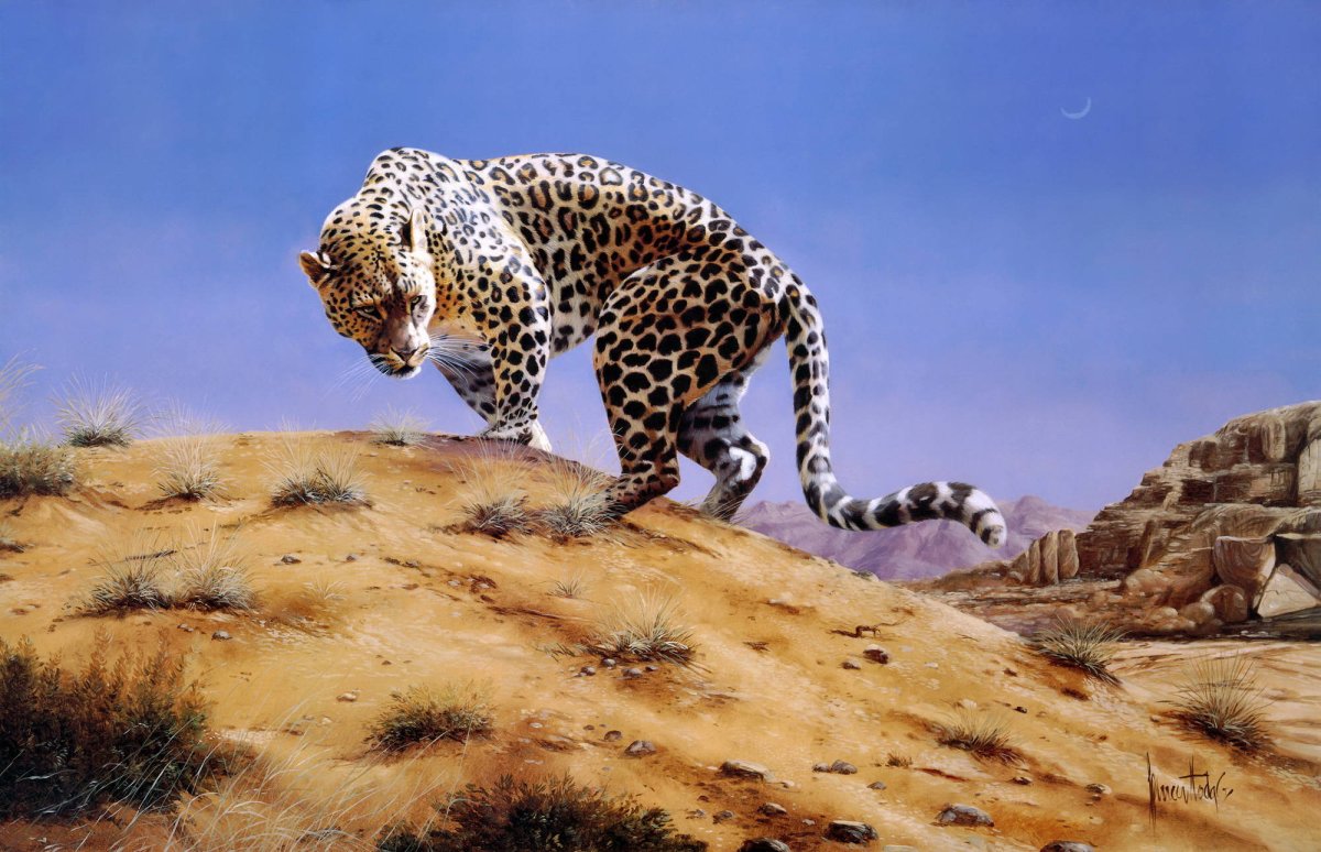 Южноаравийский леопард
