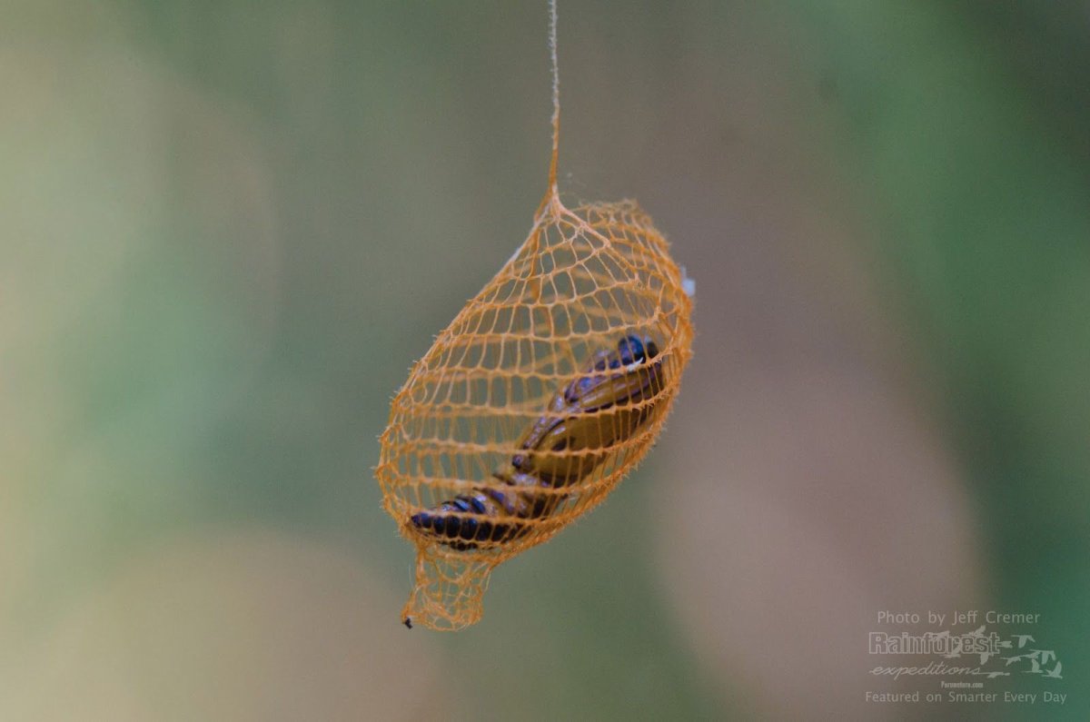 Кокон Urodidae мотылек