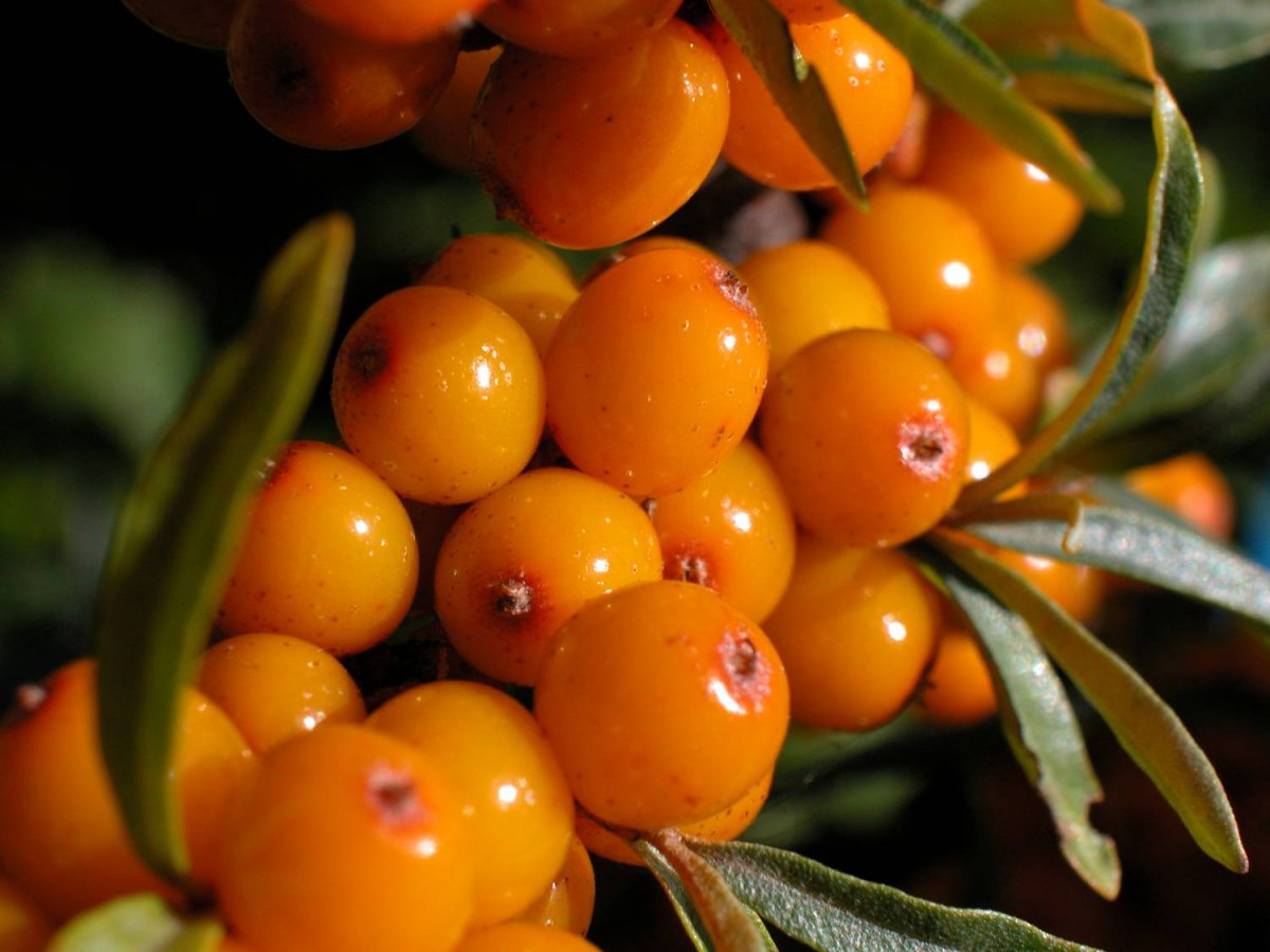 Облепиха Hippophae