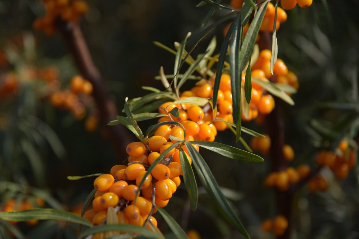 Облепиха Hippophae