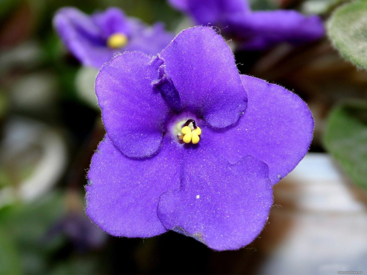 Saintpaulia ionantha