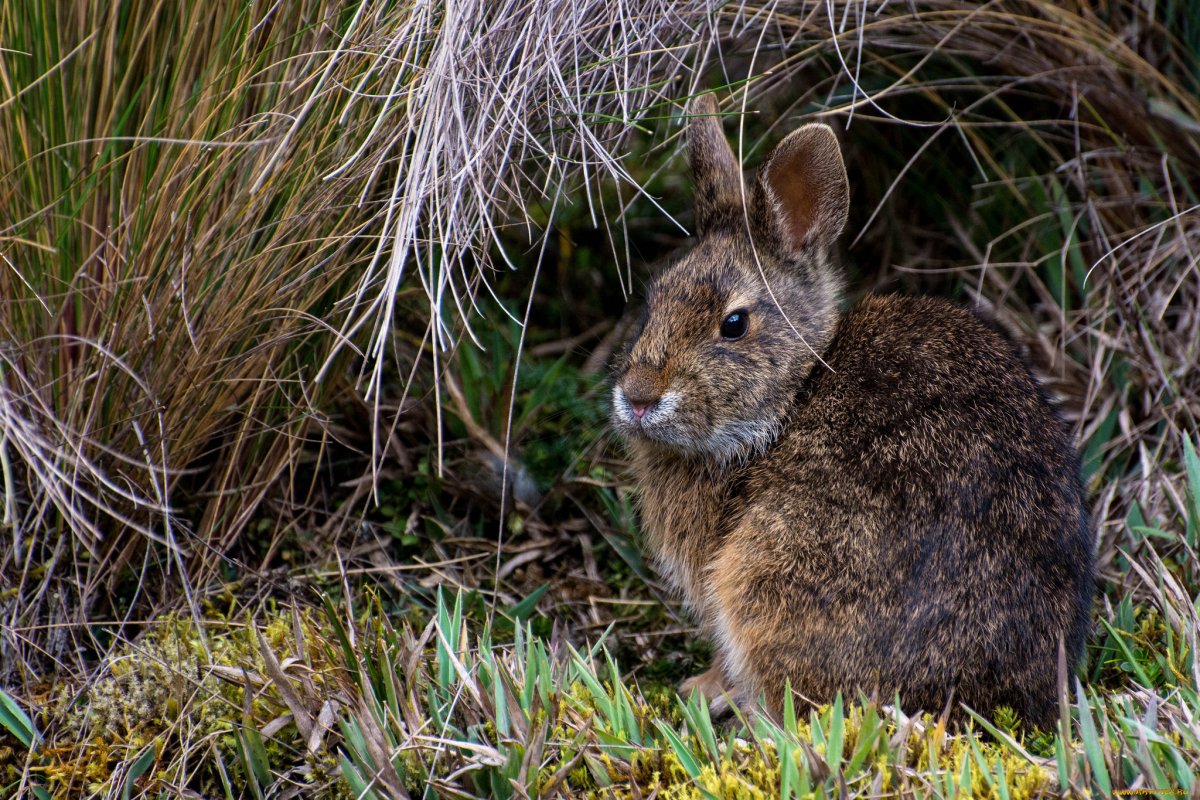 Кролики Sylvilagus