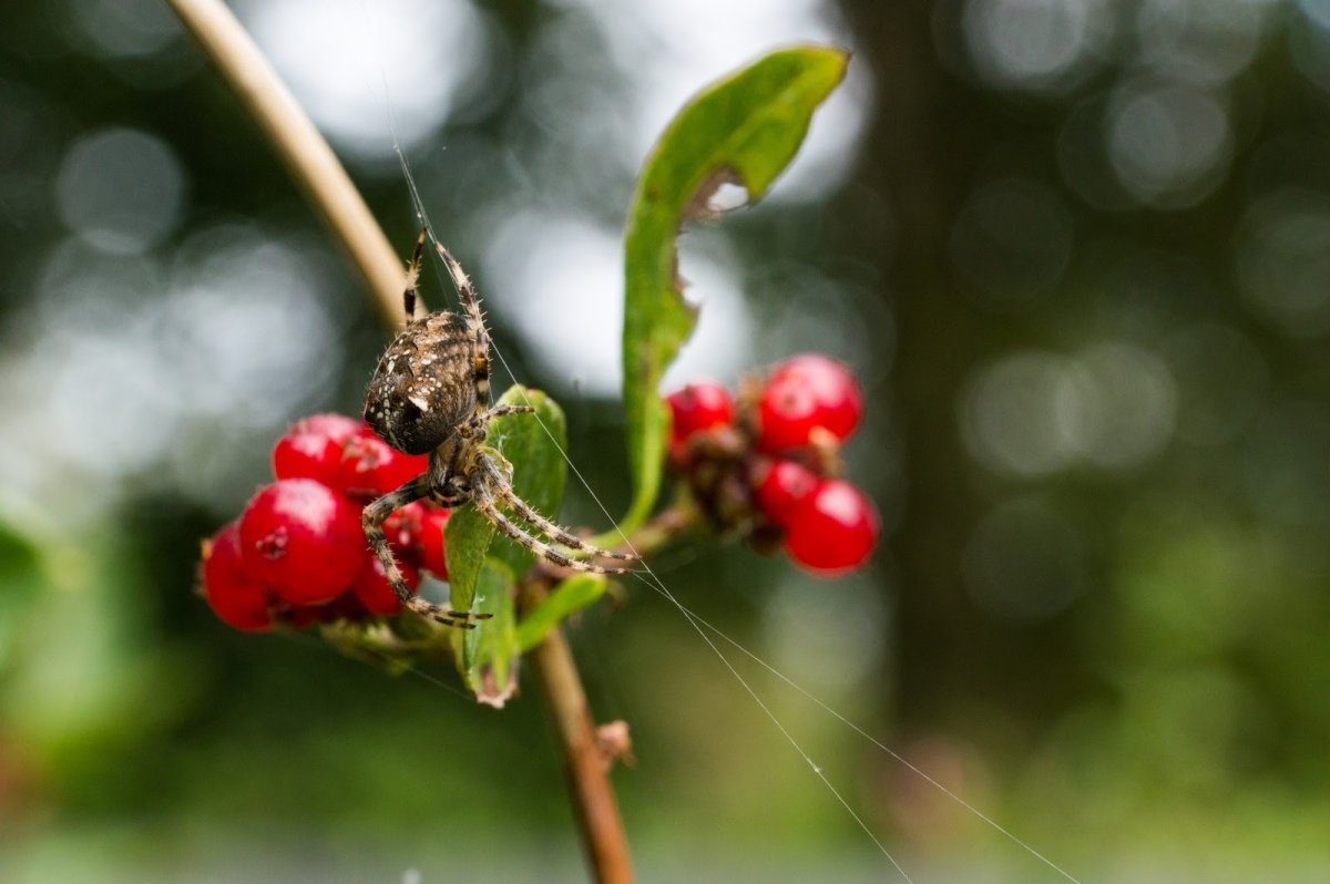 Silver Buffaloberry