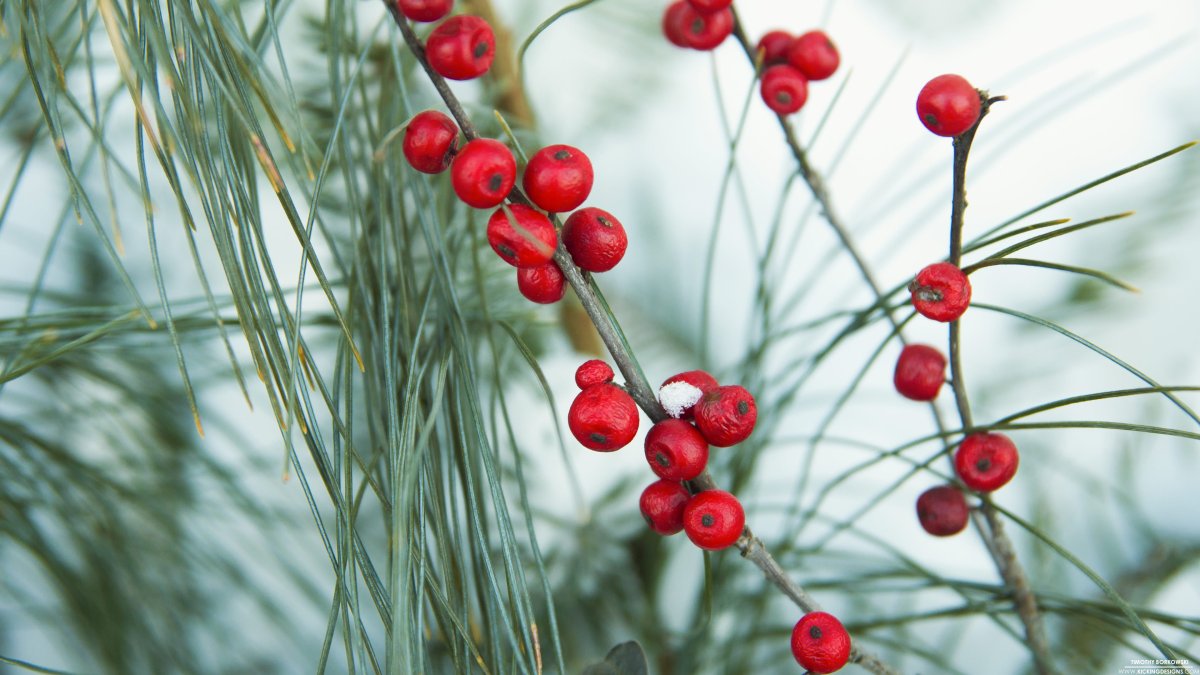 Fresh Winterberry