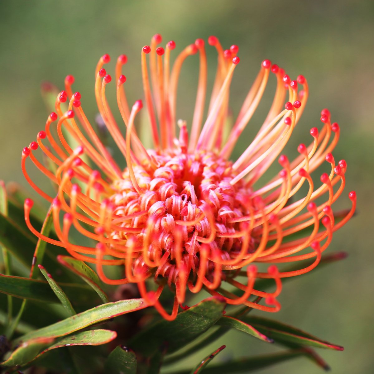 Фото Ultra HD 7680*4320