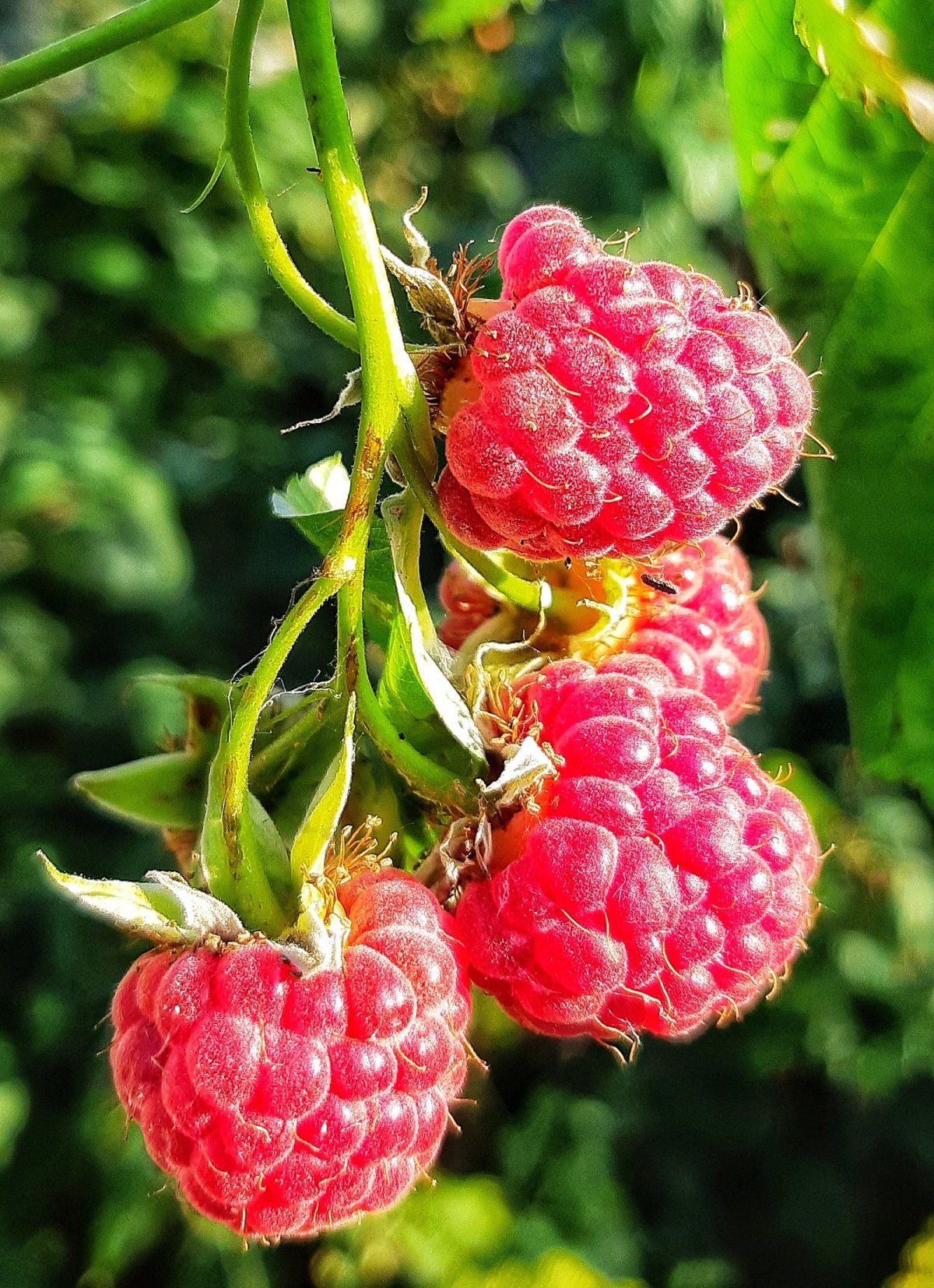 Малина Rubus idaeus