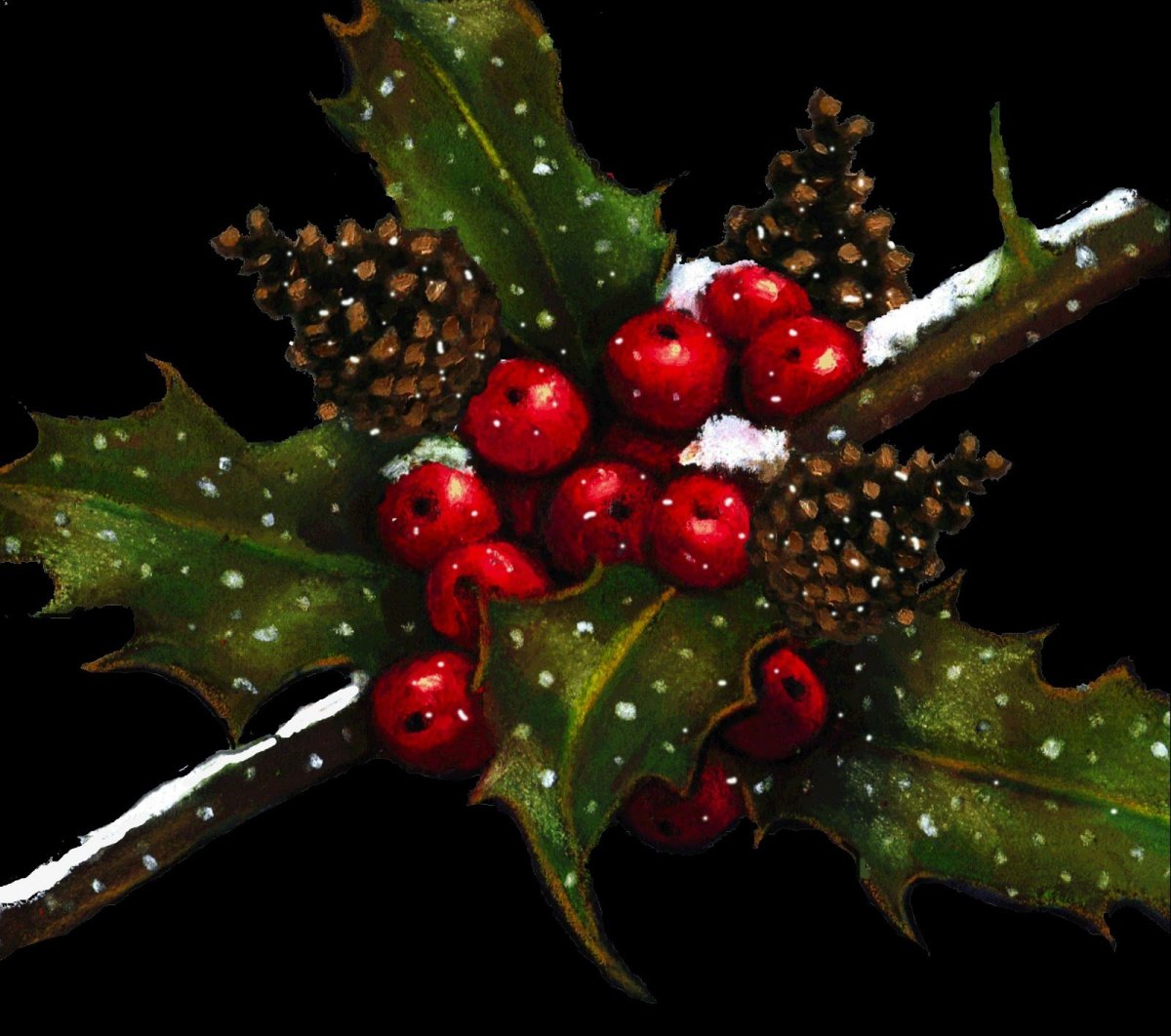Падуб (остролист) – Holly