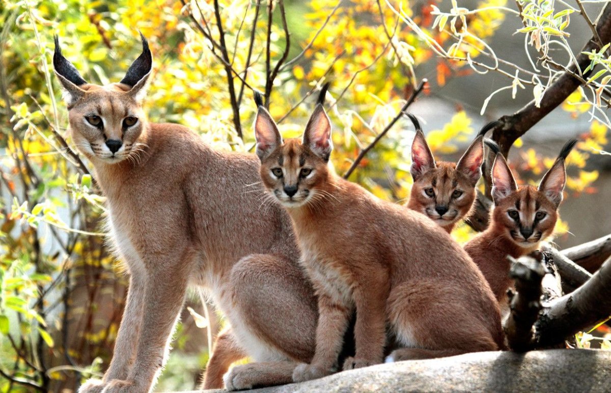 Каракал кошка