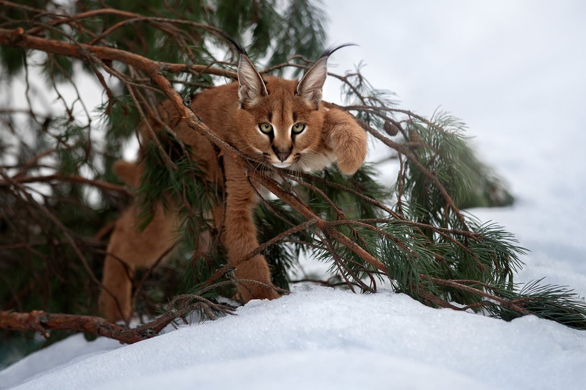 Лесной кот каракал