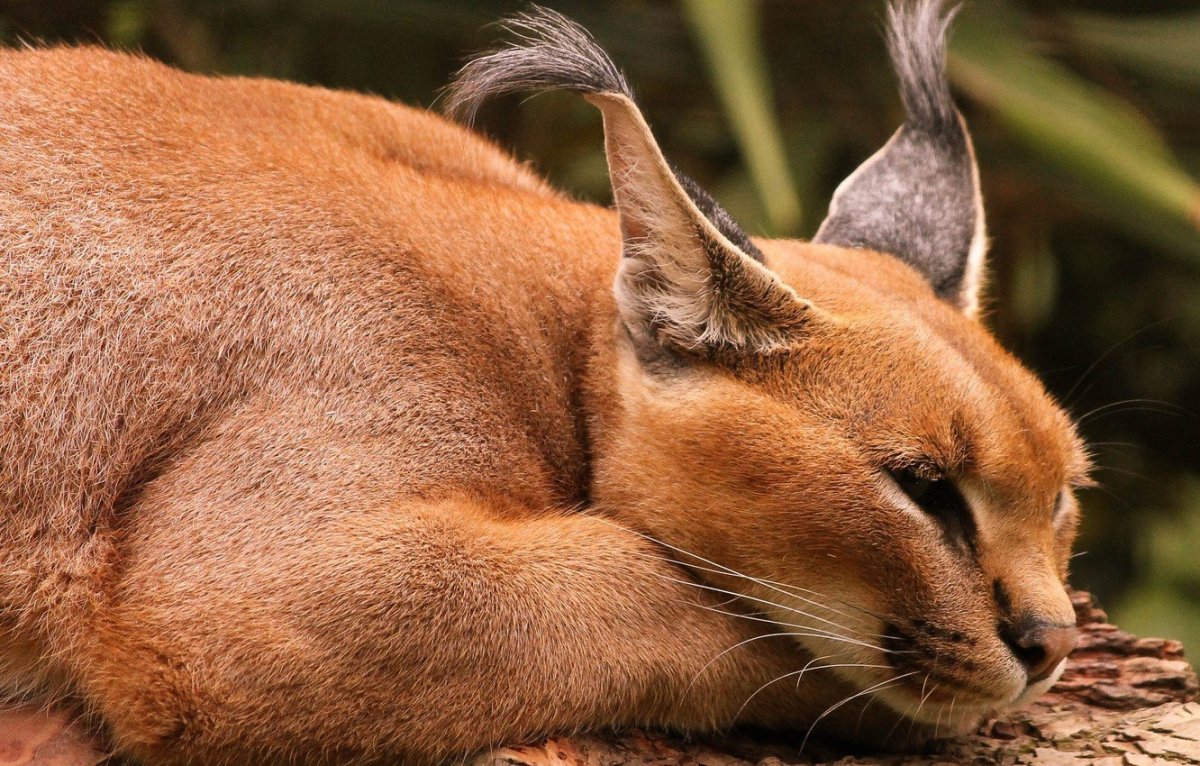 Степной кот каракал