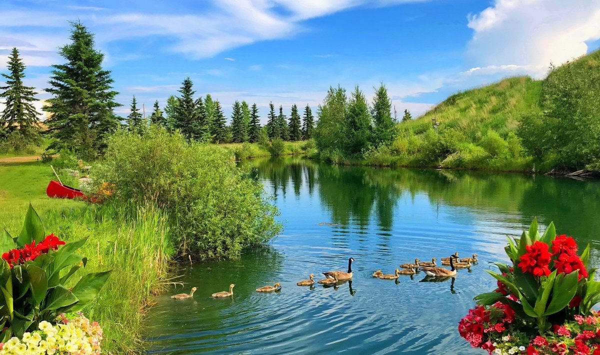 Летняя природа