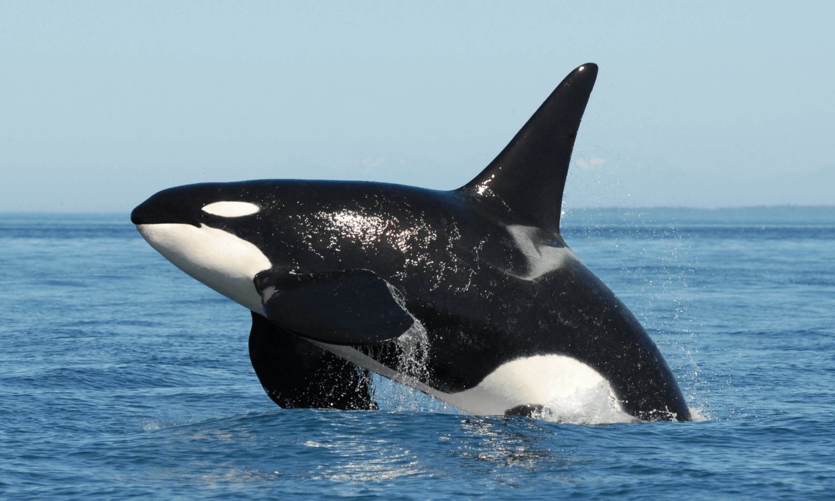 Косатка Orcinus Orca