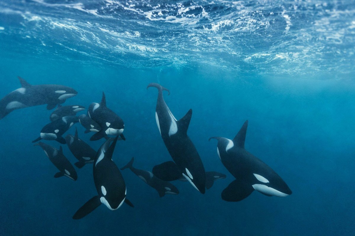 Косатка - Orcinus Orca (Дальневосточная Плотоядная популяция)