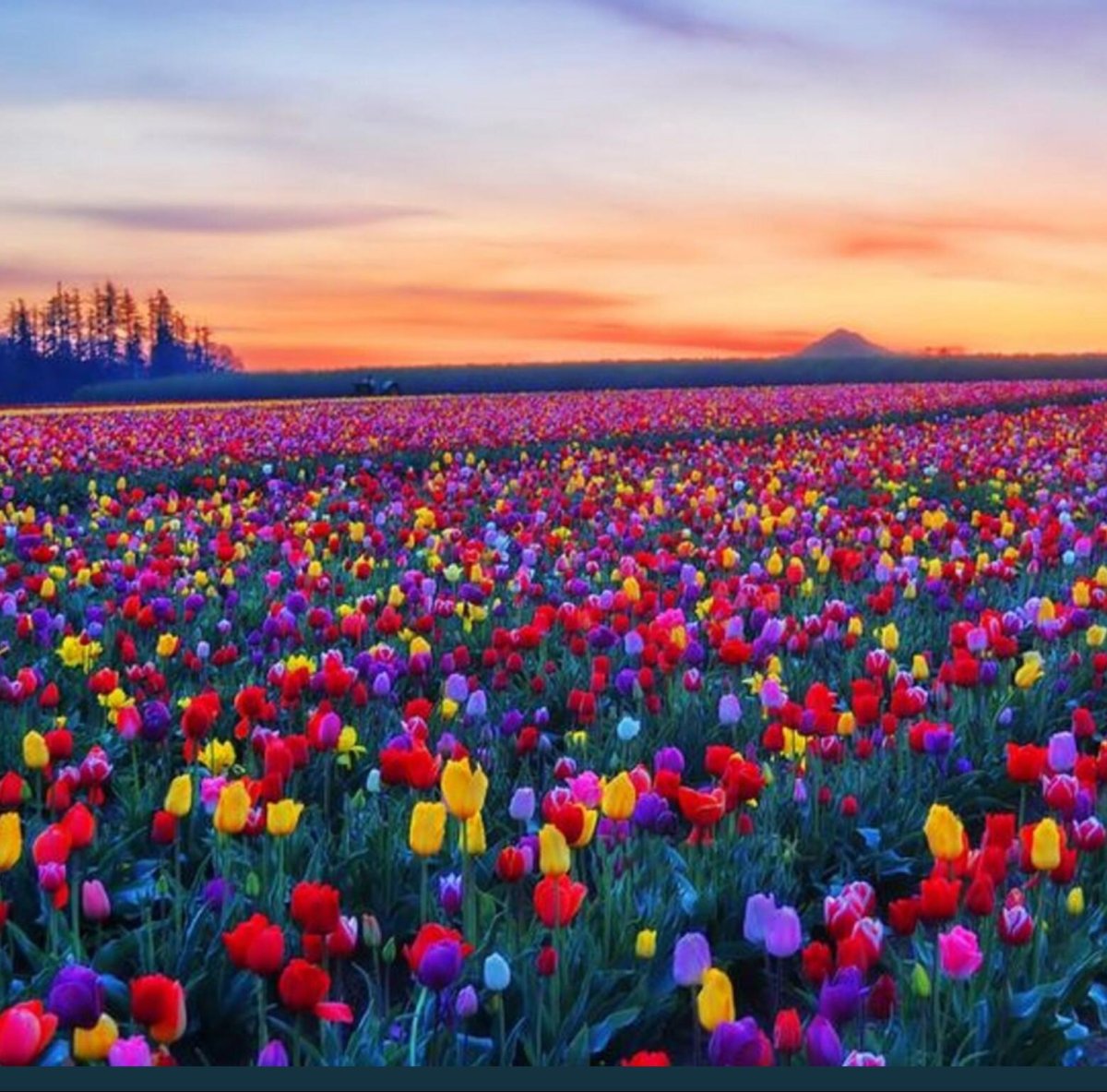 Skagit Valley, Washington