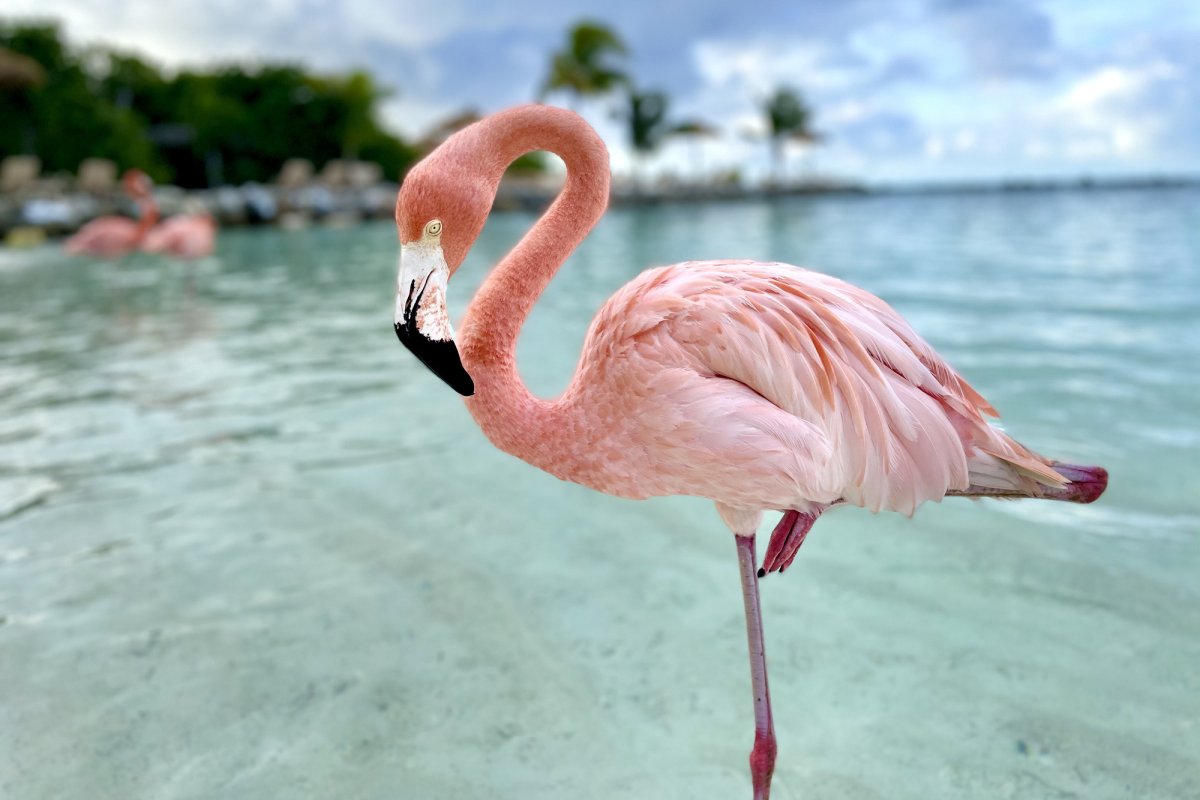 Flamingo Leg