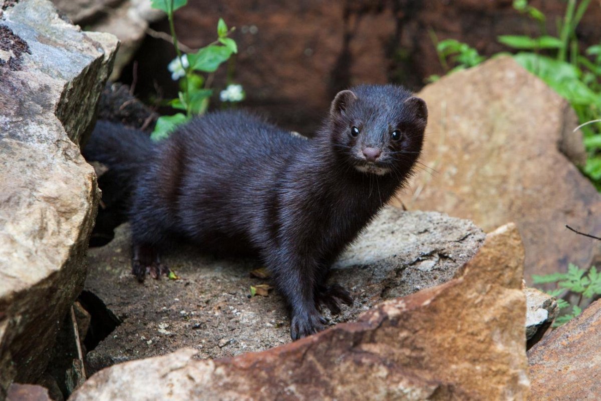 Европейская норка (Mustela lutreola)