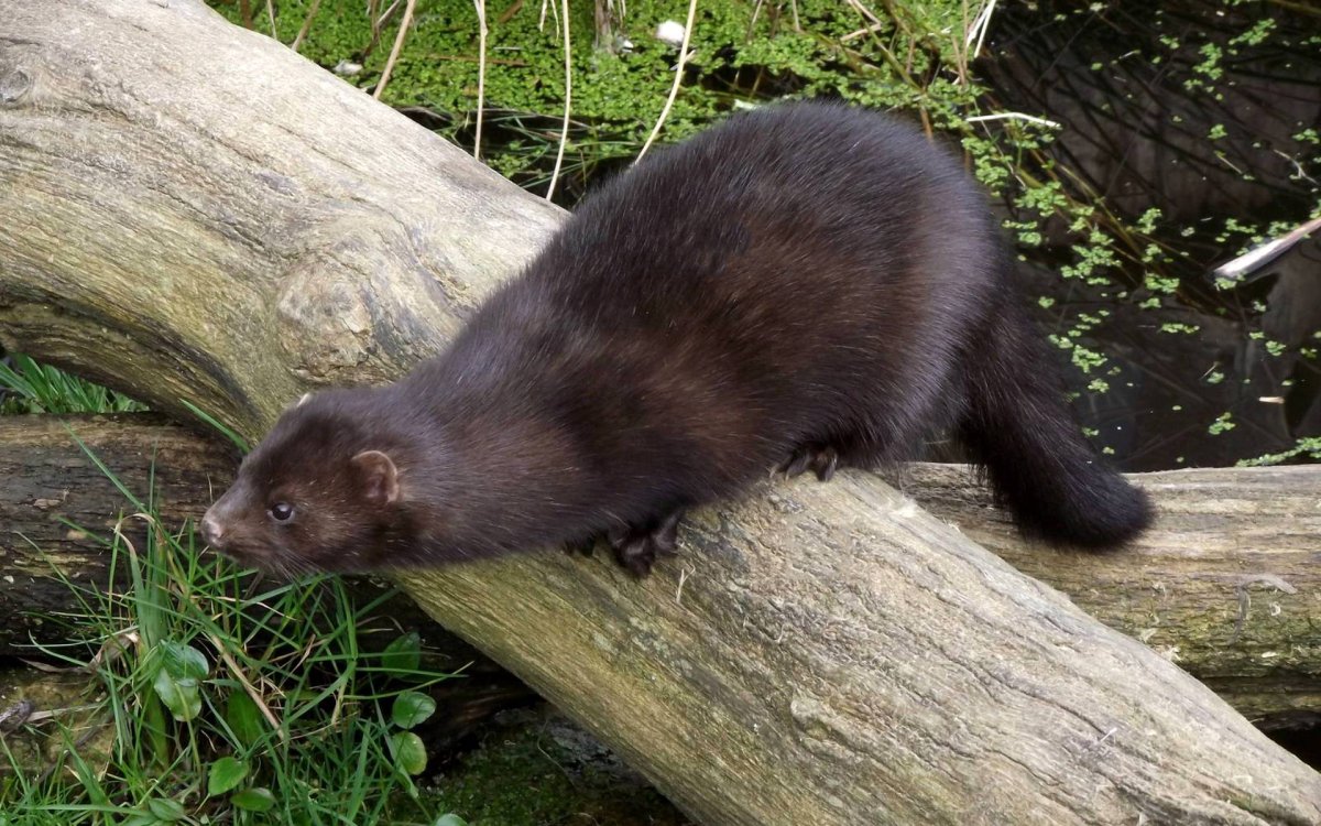 Американская норка (Mustela Vison)