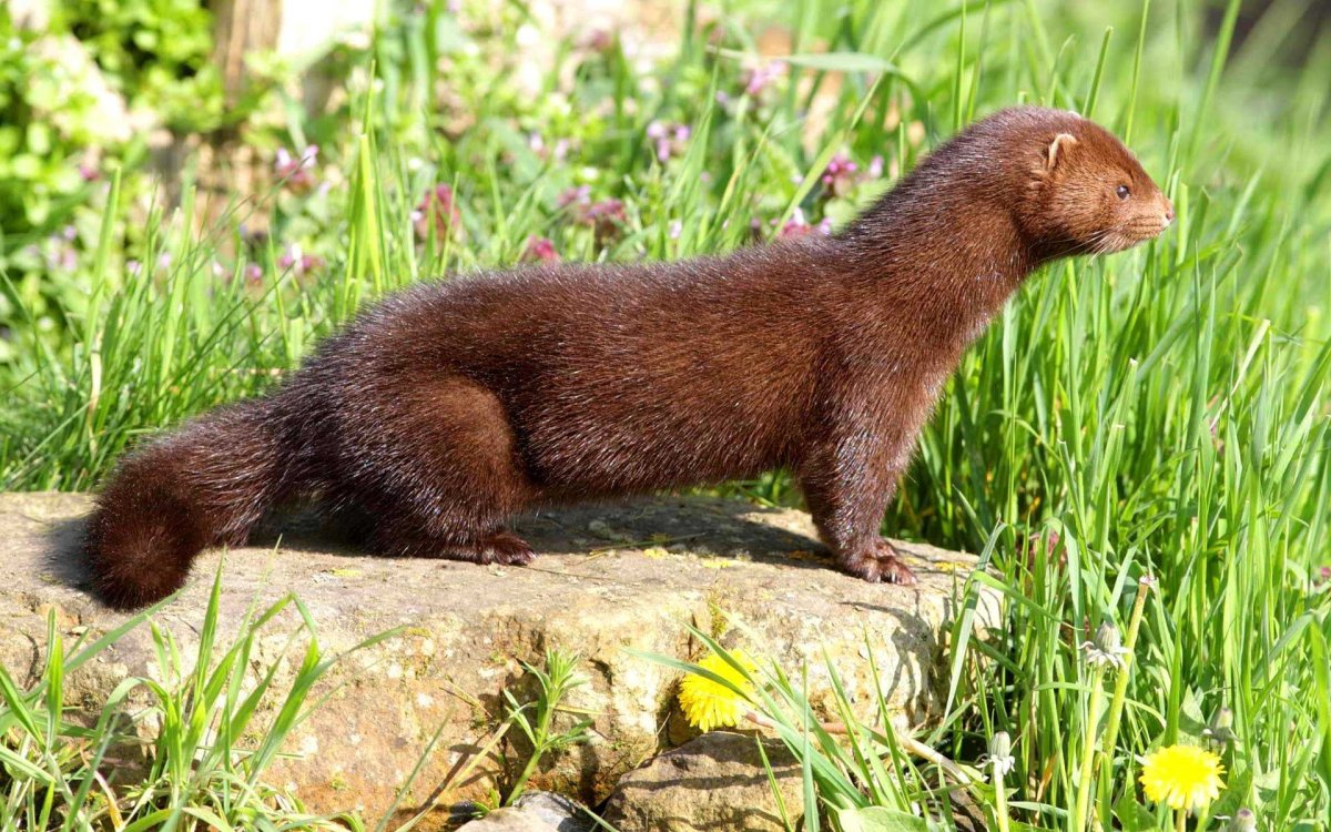 Mustela lutreola норка