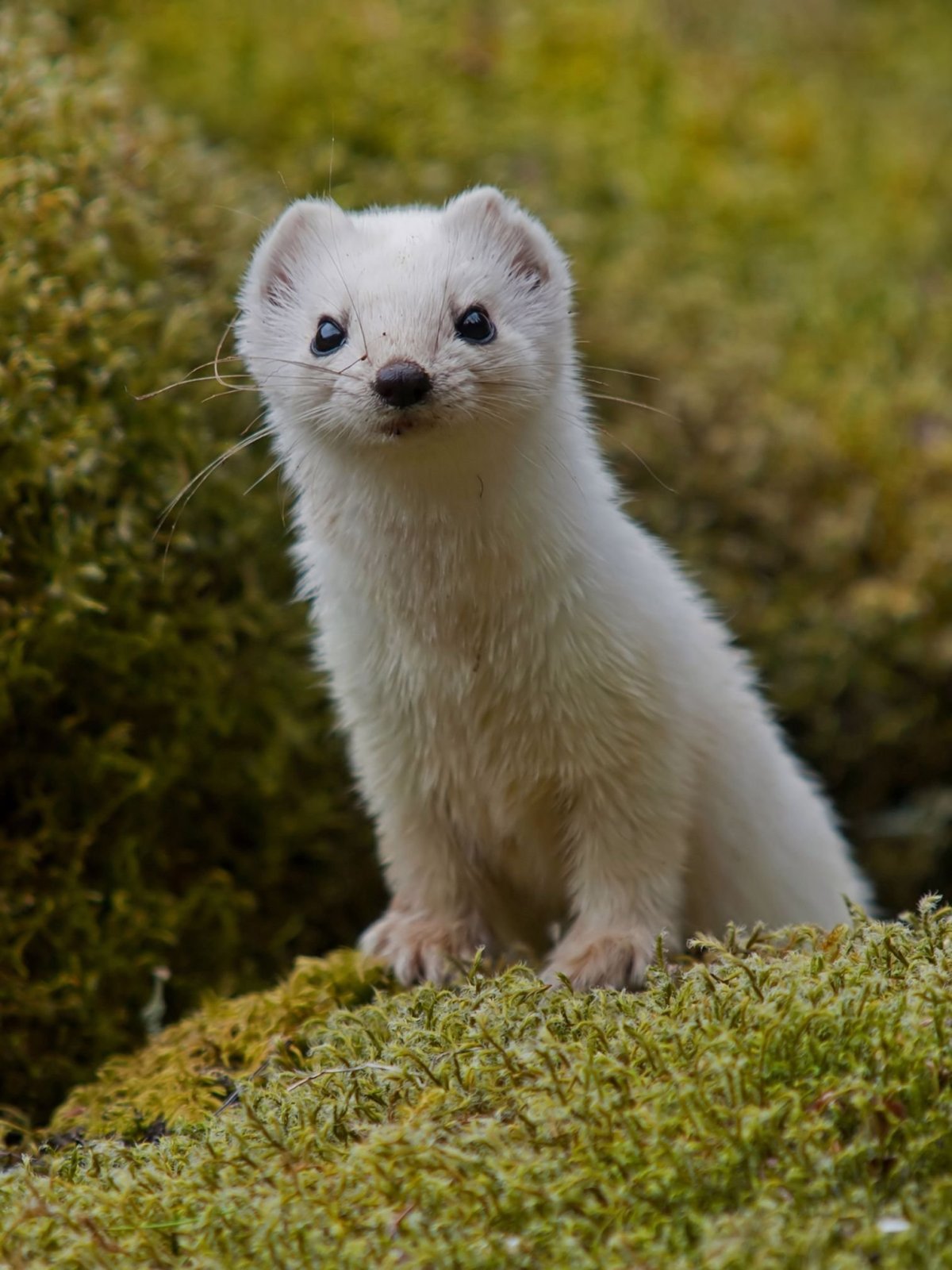 Горностай (Mustela erminea)
