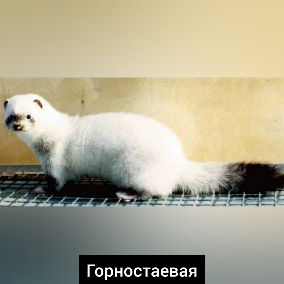 Американская норка белая