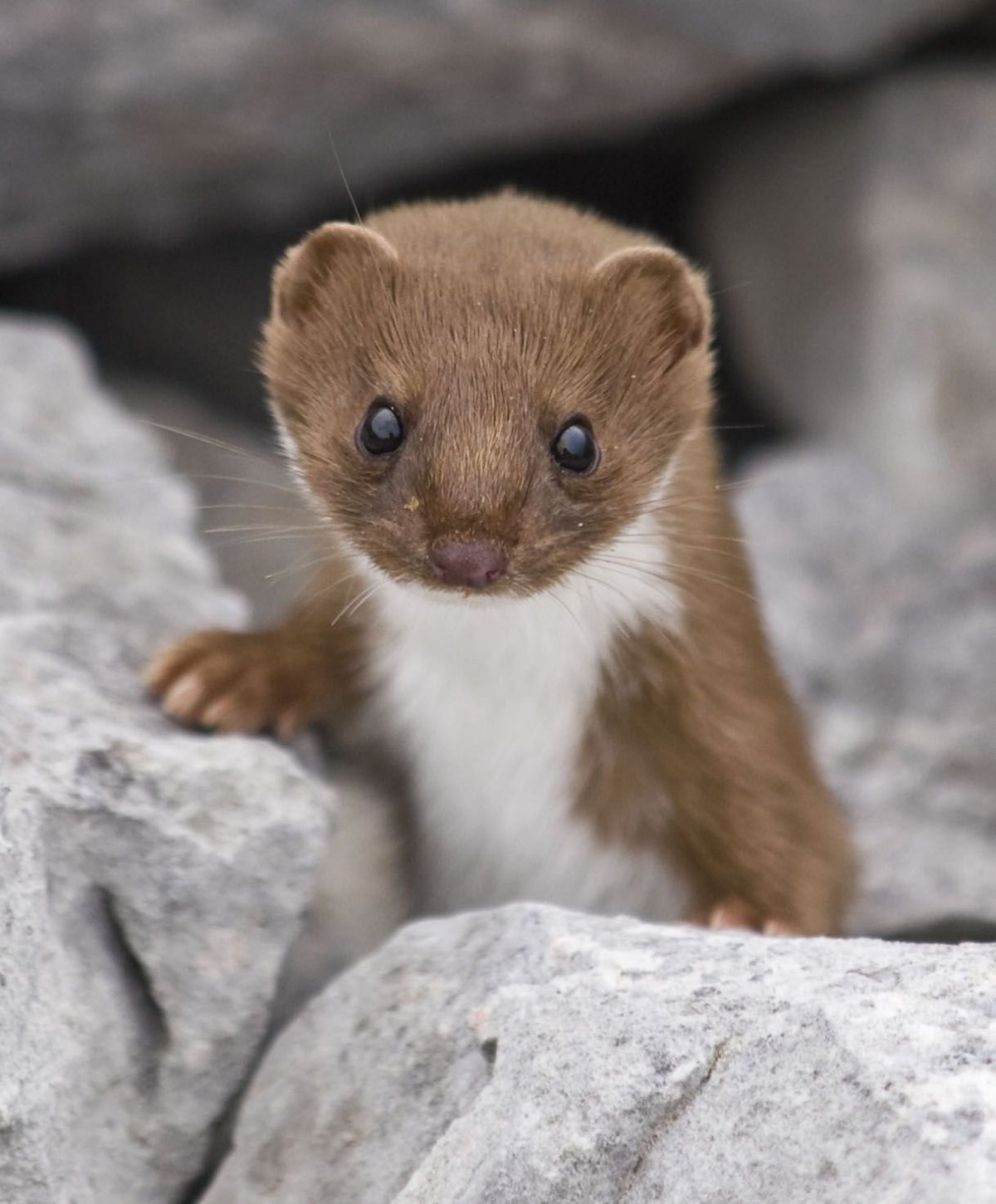 Ласка (Mustela nivalis)