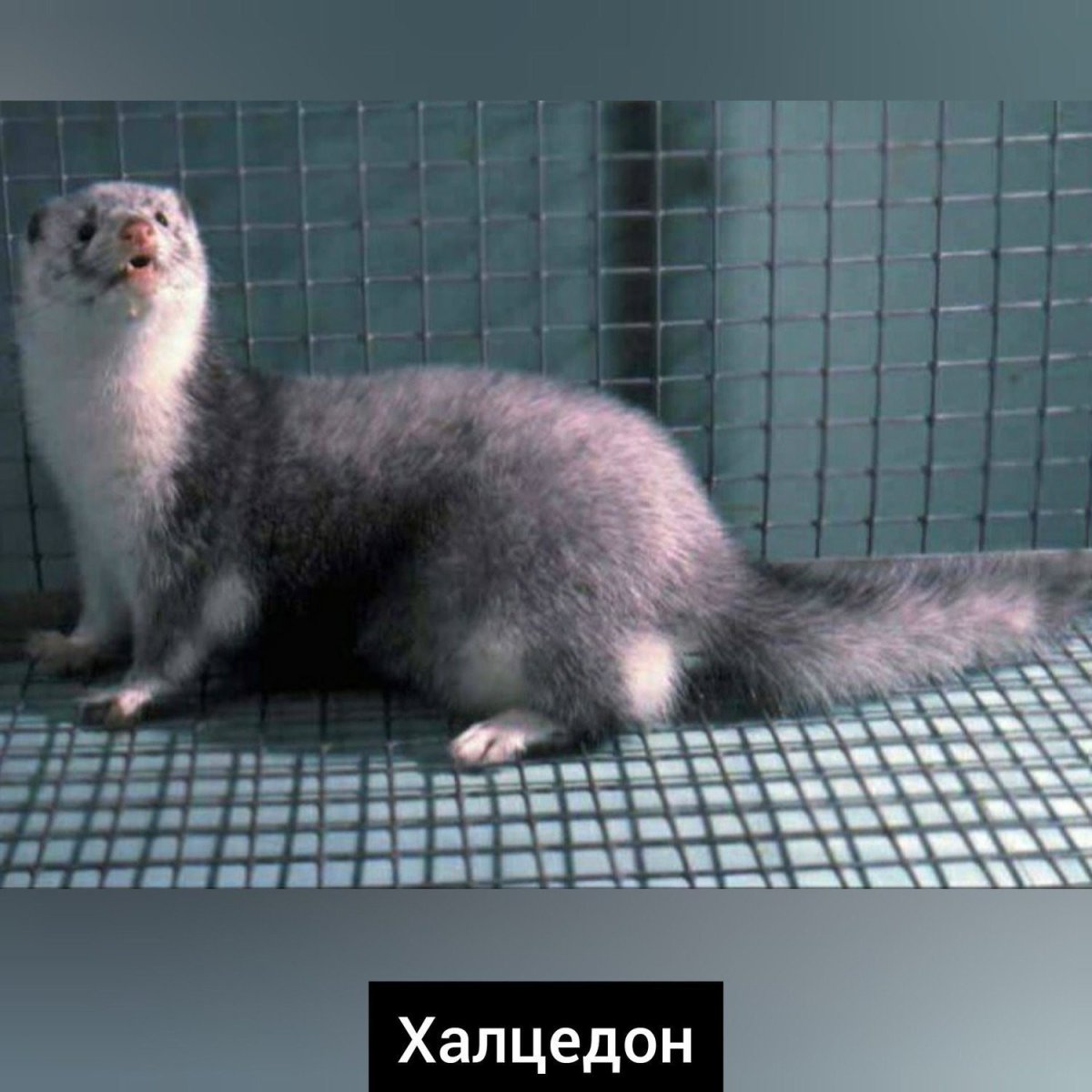 Алеутская норка окрас