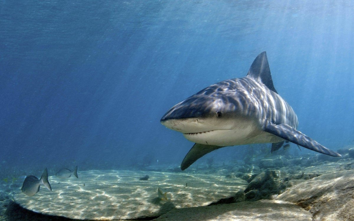 Bull Shark акула
