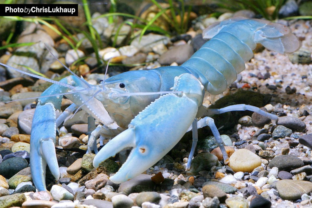 Морские и Пресноводные ракообразные