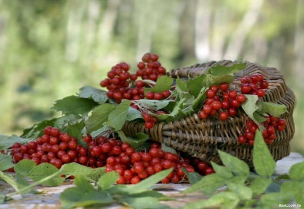 Калина красная ягоды (100 гр)