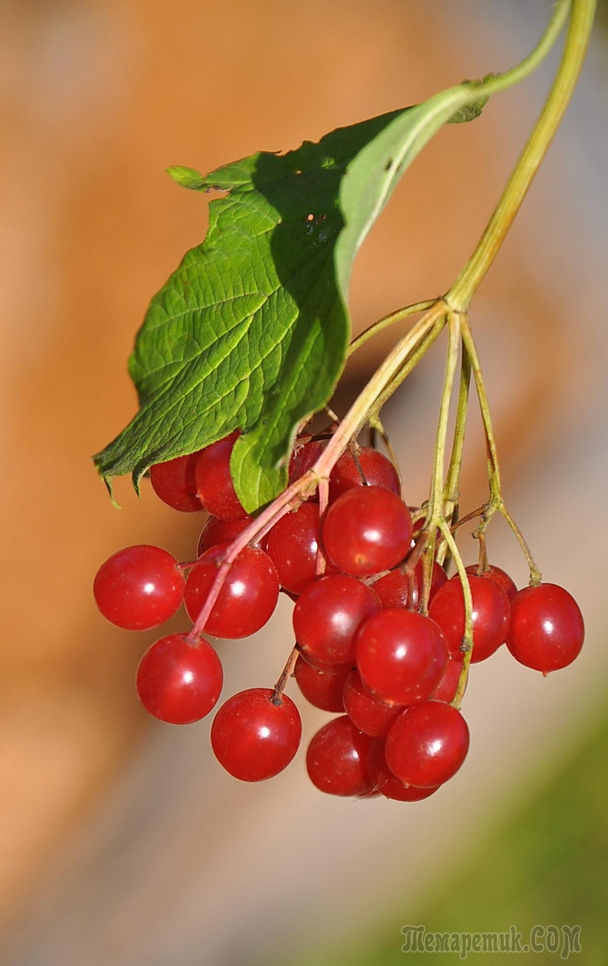 Калина (Viburnum)