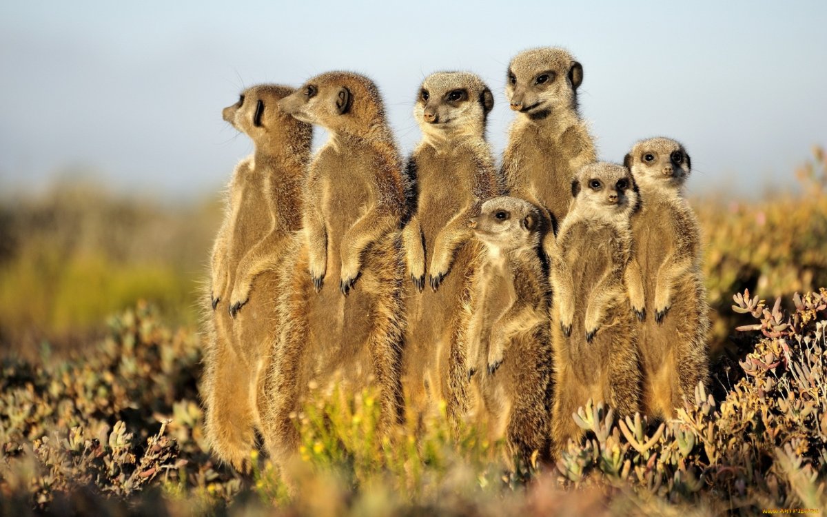 Meerkat сурикат